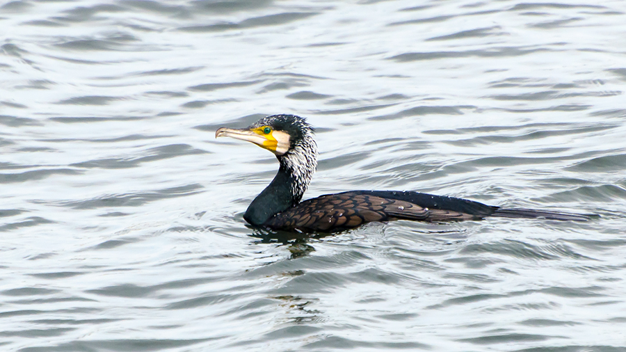 Great Cormorant
