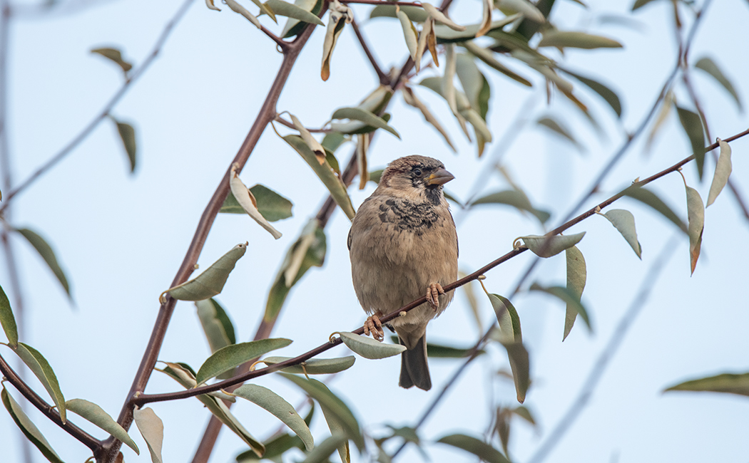 House Sparrow
