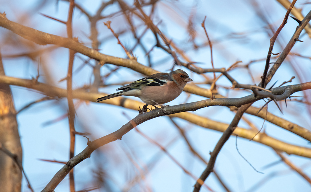Common Chaffinch