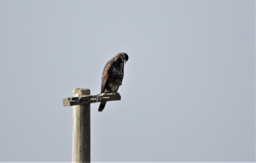 Common Buzzard
