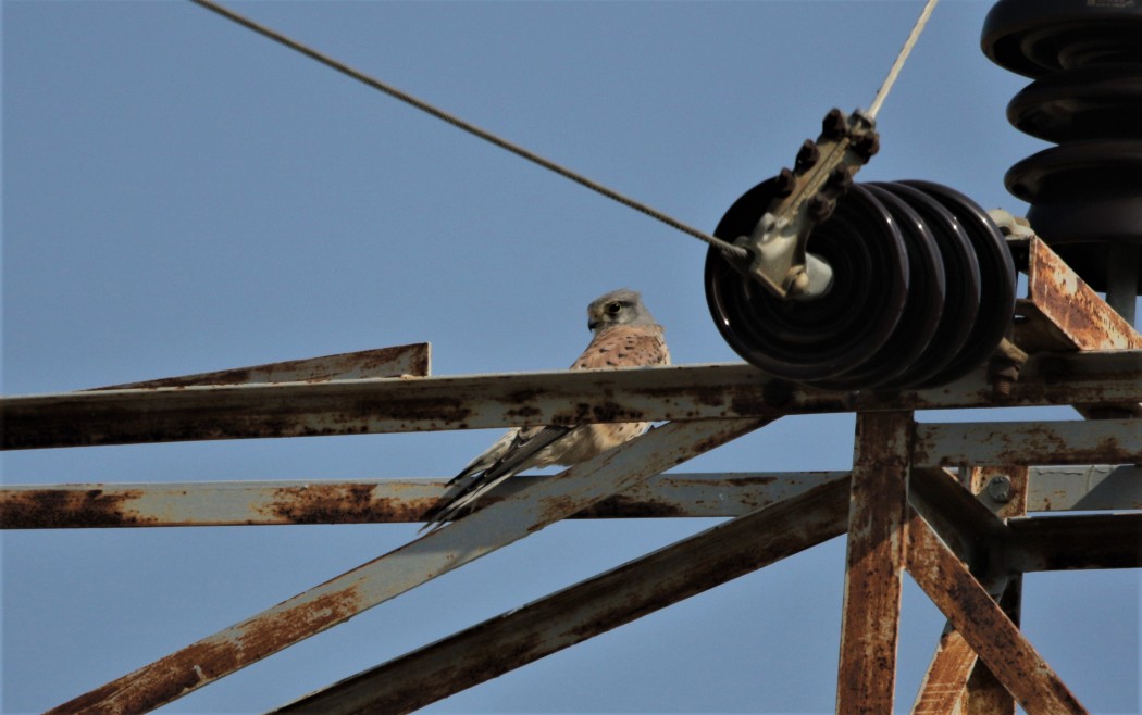 Common Kestrel