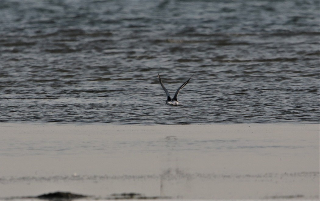 Grey Plover