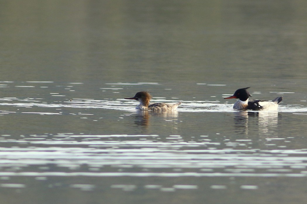 Red-breasted Merganser