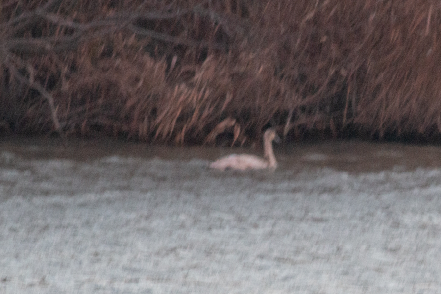 Mute Swan