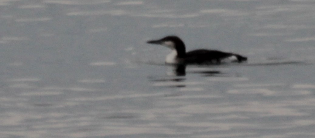Black-throated Loon