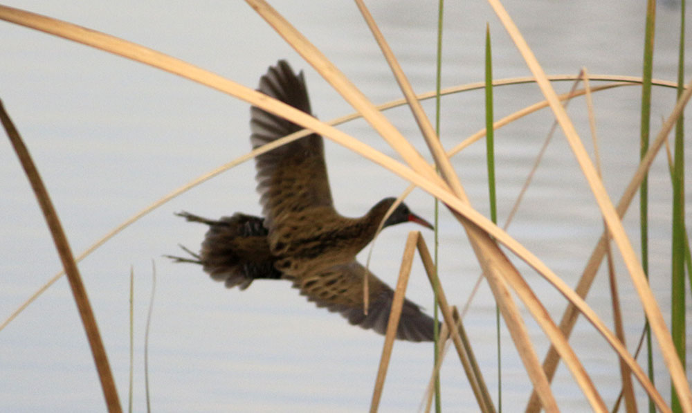 Water Rail
