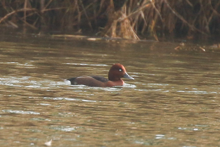 Ferruginous Duck