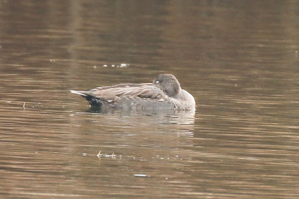 Gadwall