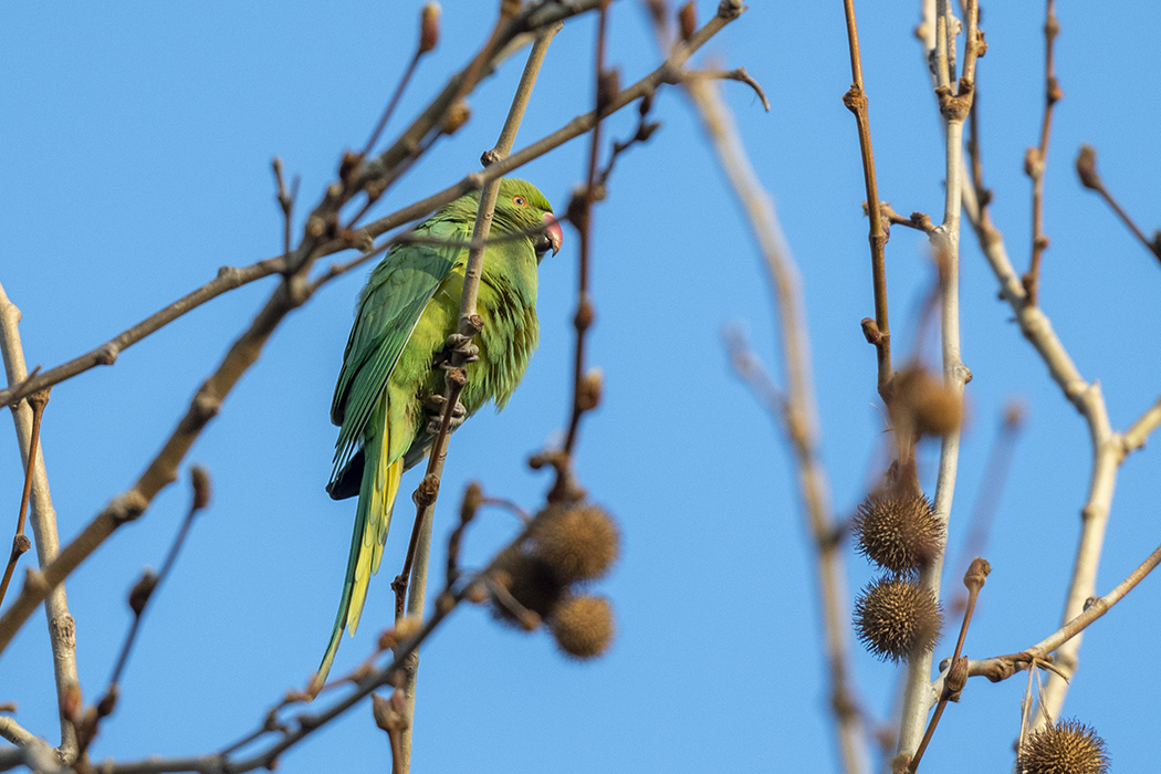 Rose-ringed Parakeet