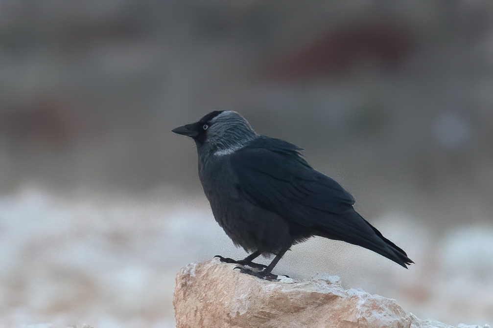 Küçük Karga