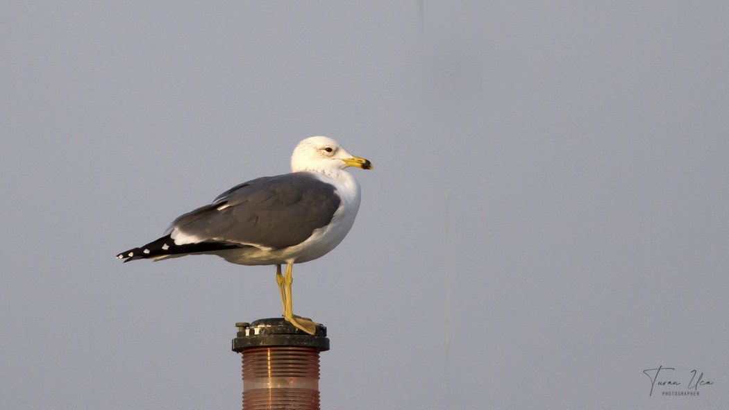 Armenian Gull