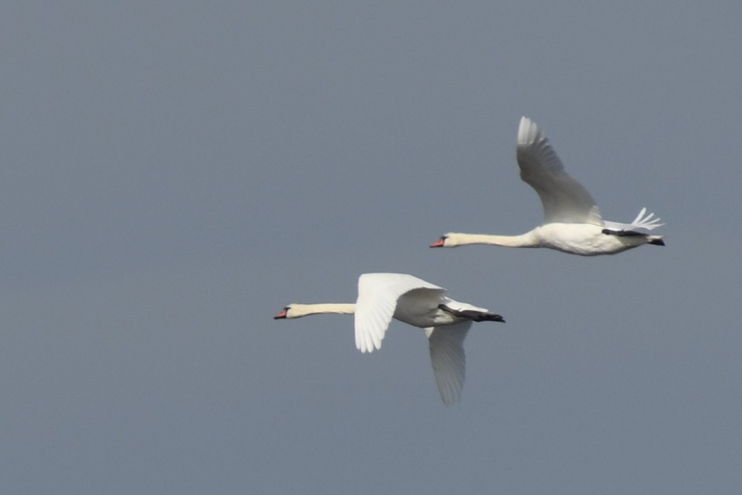 Mute Swan