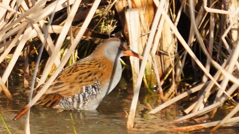 Water Rail
