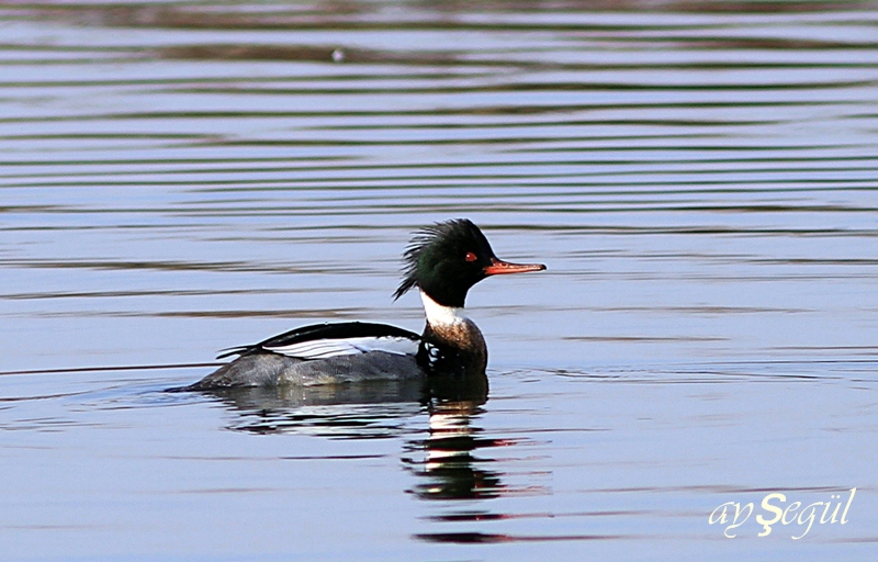 Red-breasted Merganser