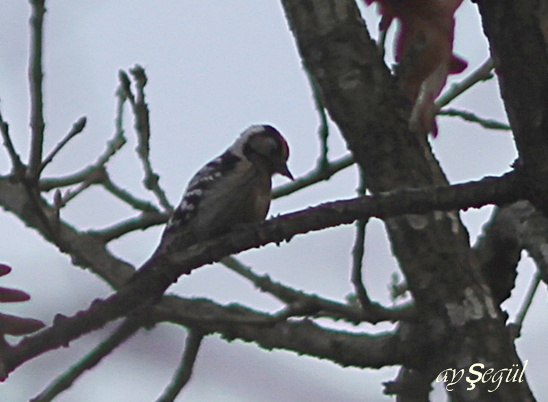Lesser Spotted Woodpecker
