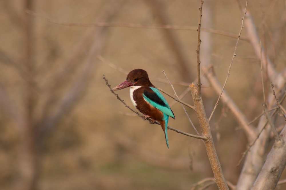 White-throated Kingfisher