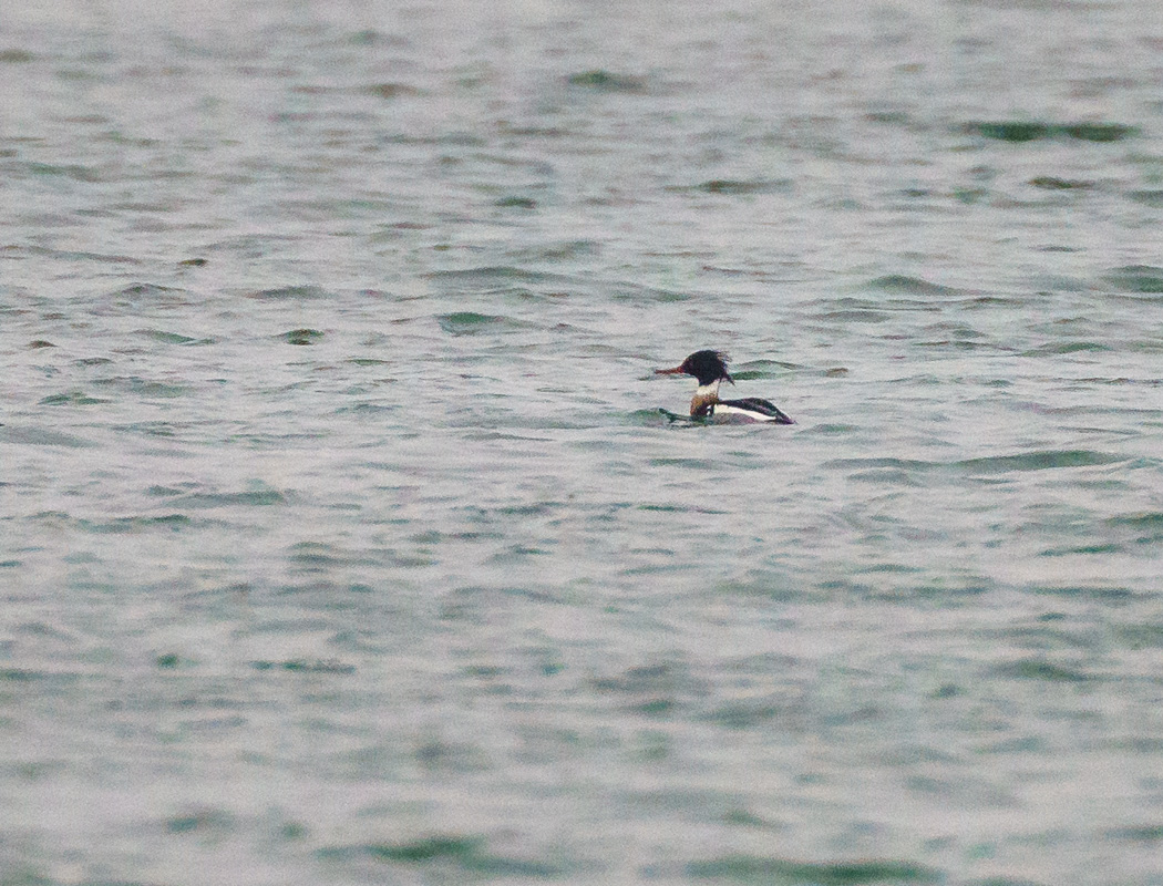 Red-breasted Merganser