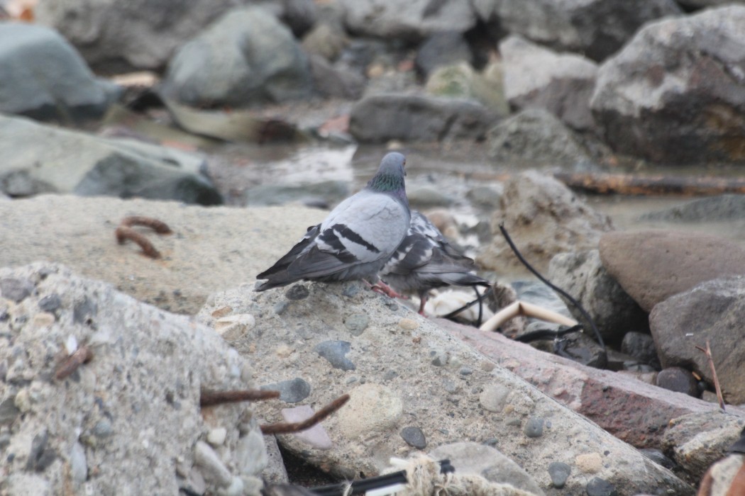 Rock Dove