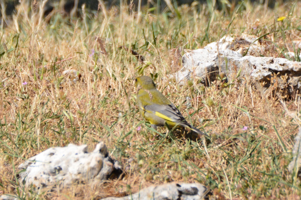 European Greenfinch