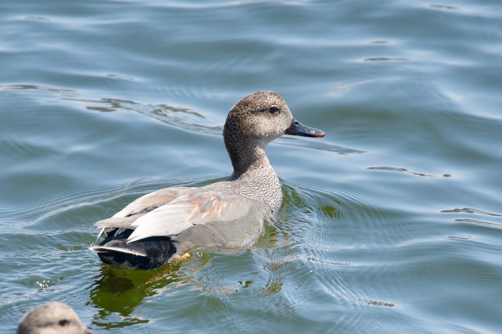 Gadwall