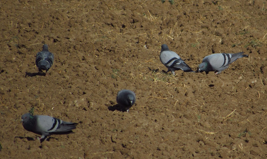 Rock Dove