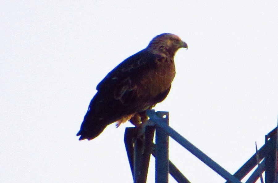 Eastern Imperial Eagle
