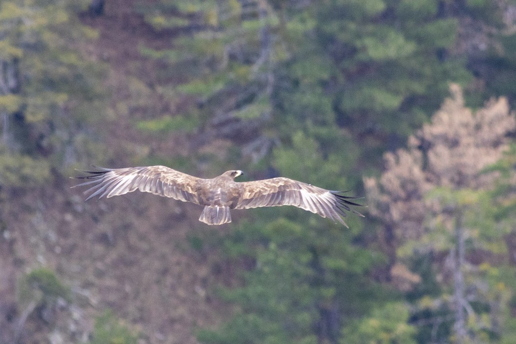 Greater Spotted Eagle