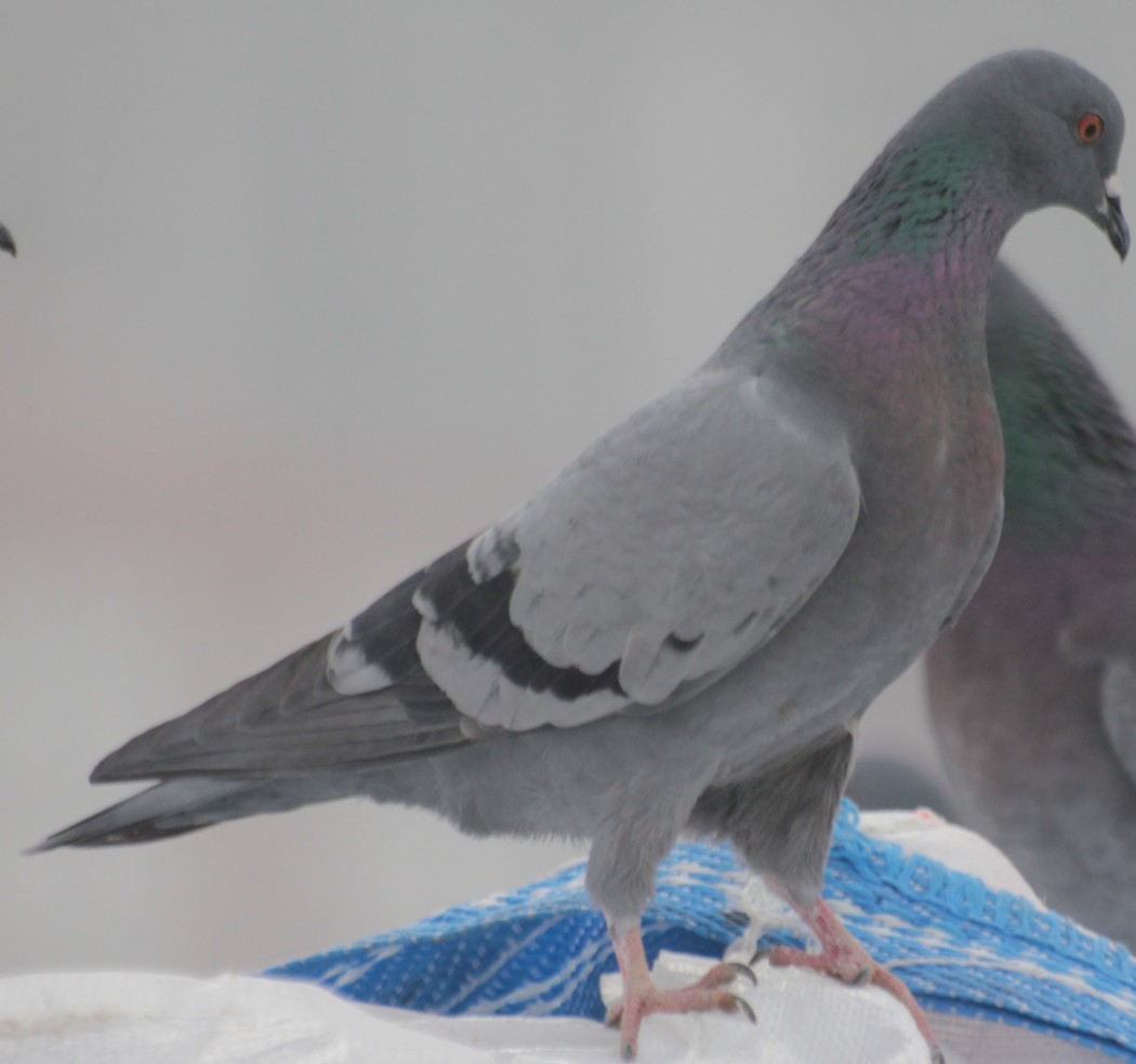 Rock Dove
