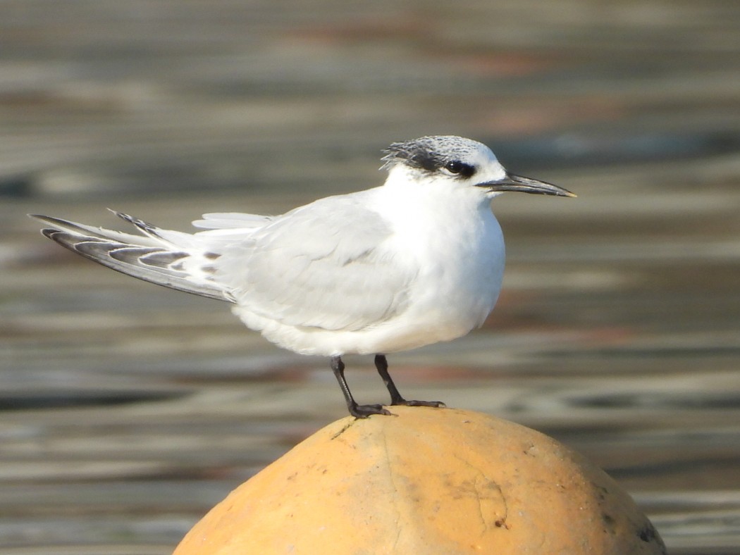 Sandwich Tern