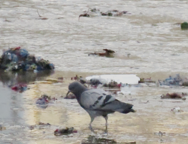 Rock Dove