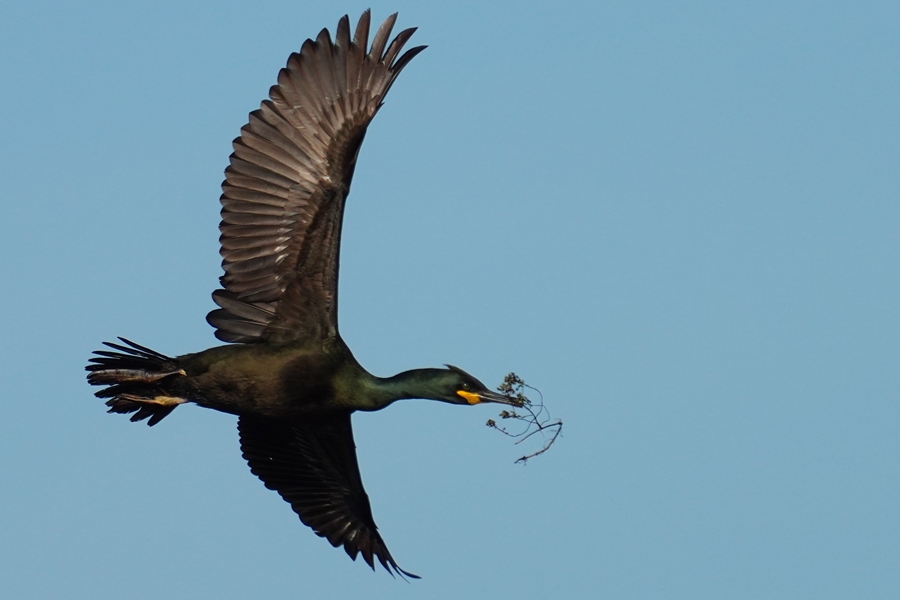 European Shag