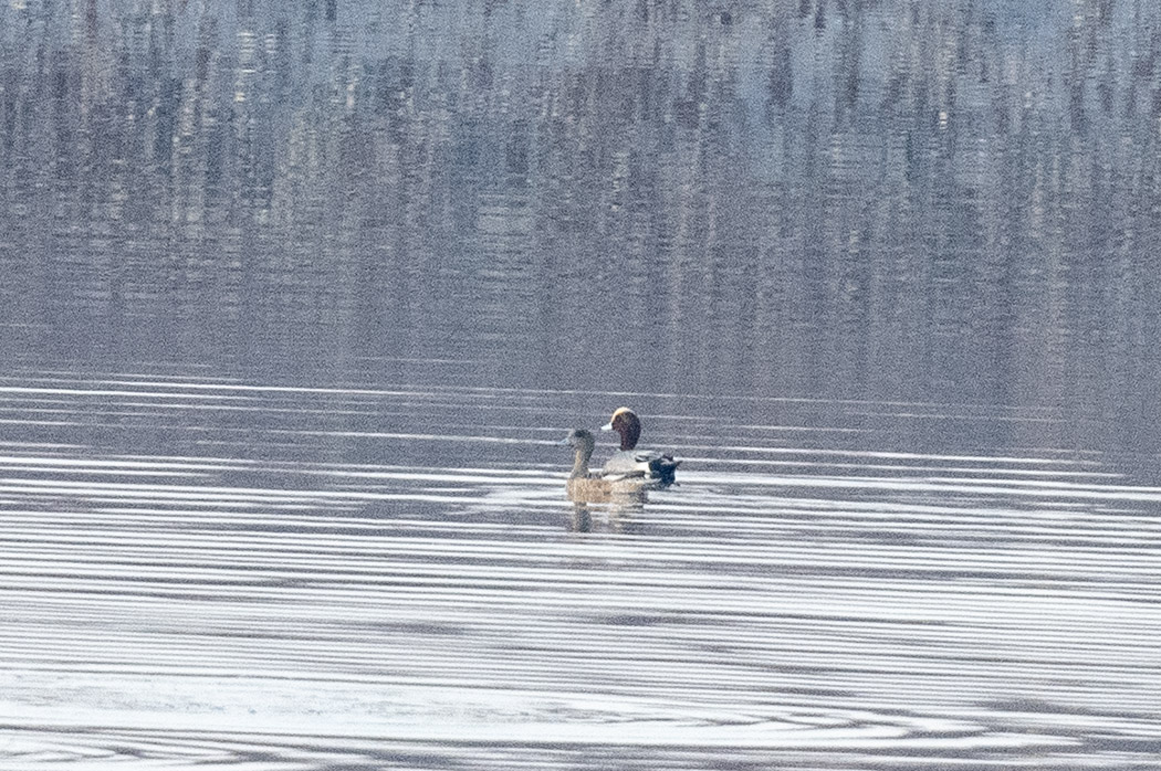 Eurasian Wigeon