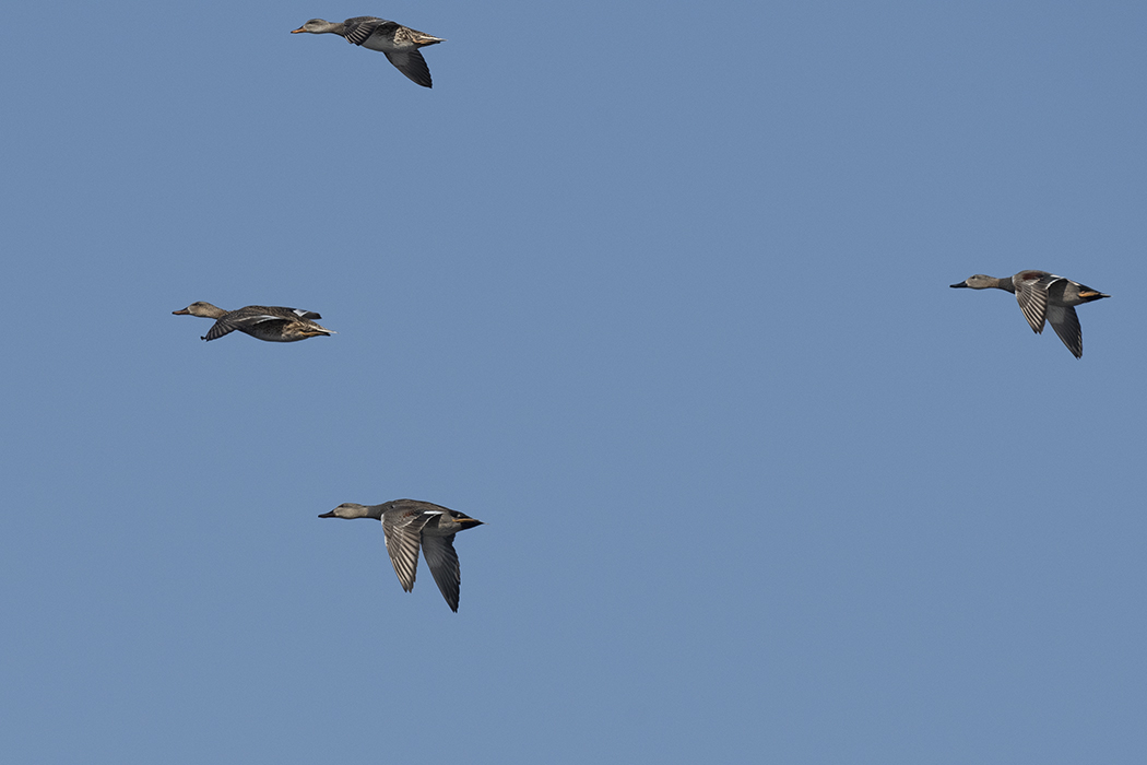 Gadwall