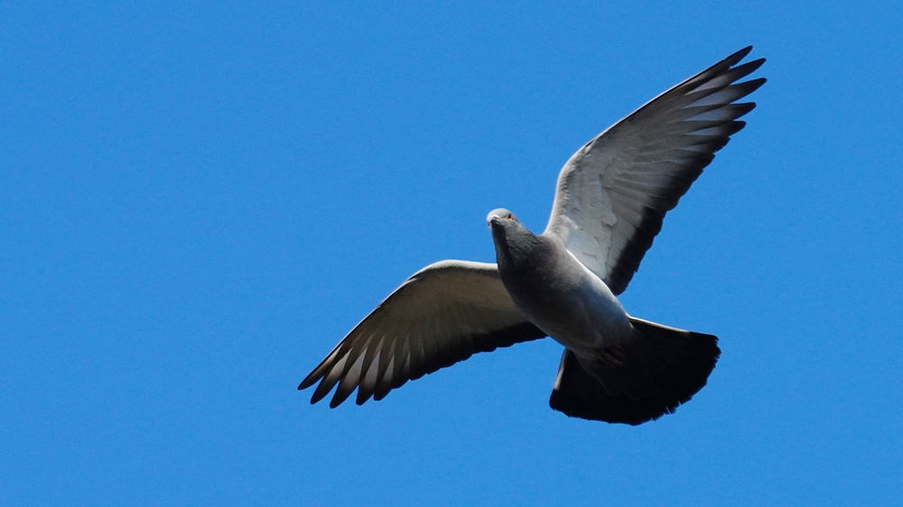 Rock Dove