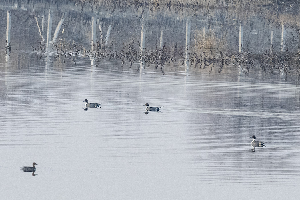 Northern Pintail