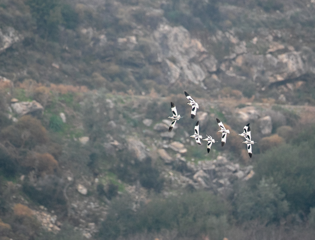 Pied Avocet