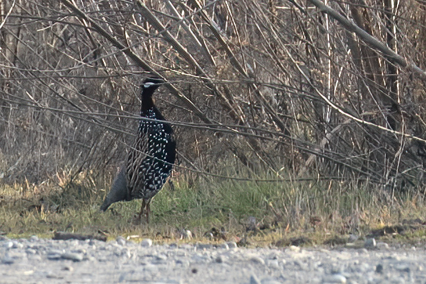 Black Francolin