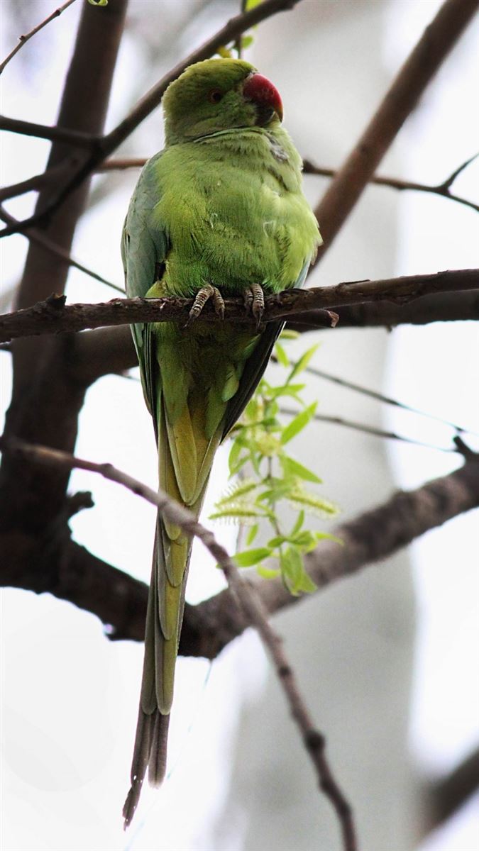 Rose-ringed Parakeet