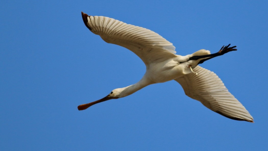 Eurasian Spoonbill