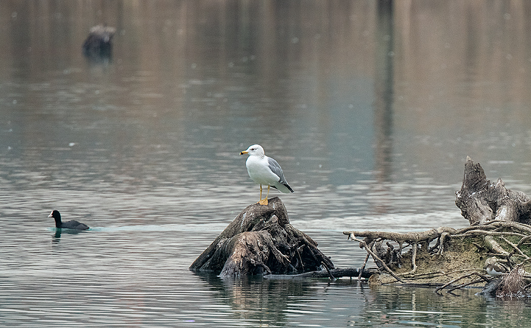 Armenian Gull