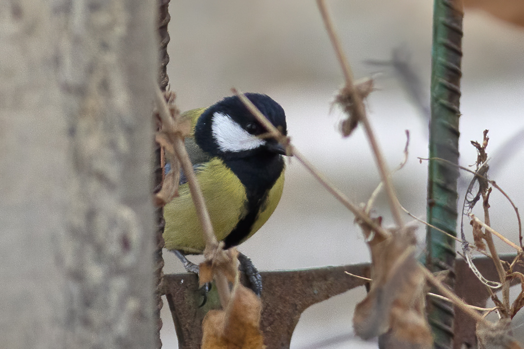 Great Tit