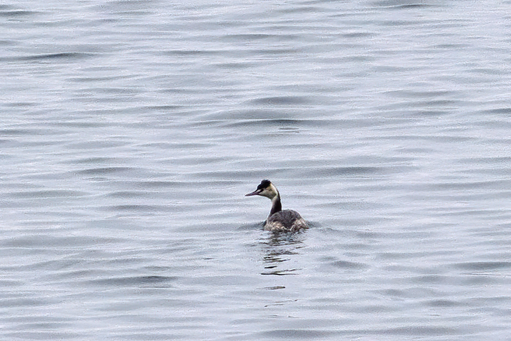 Great Crested Grebe