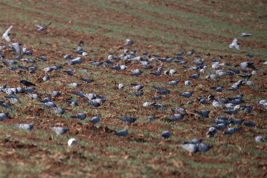 Rock Dove