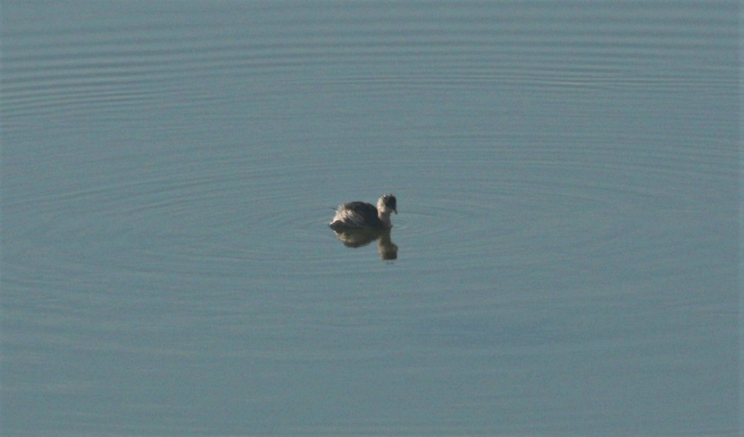 Küçük Batağan
