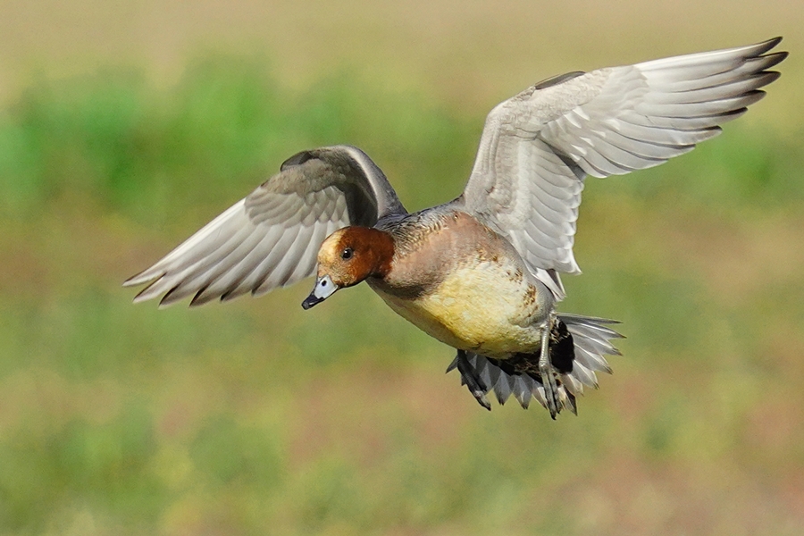 Eurasian Wigeon