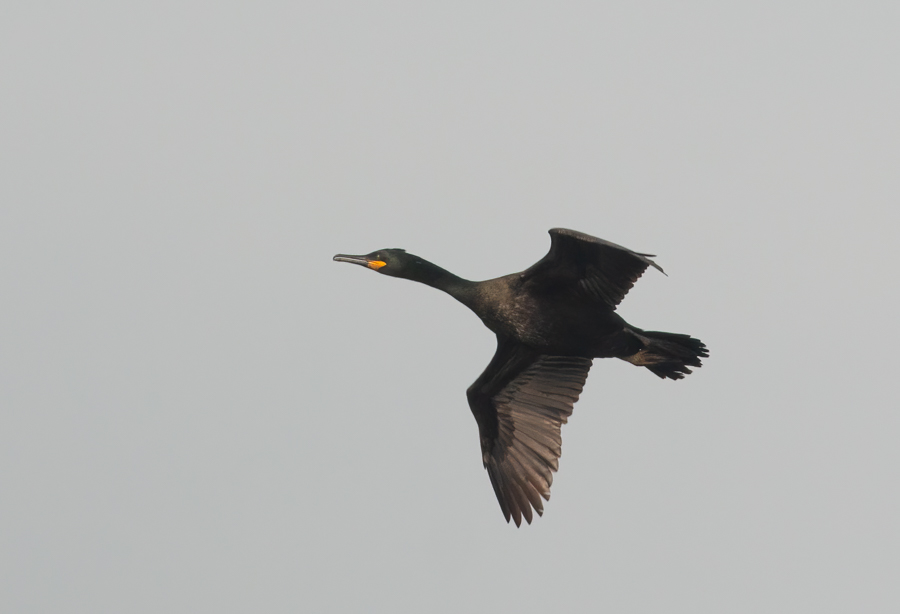 European Shag