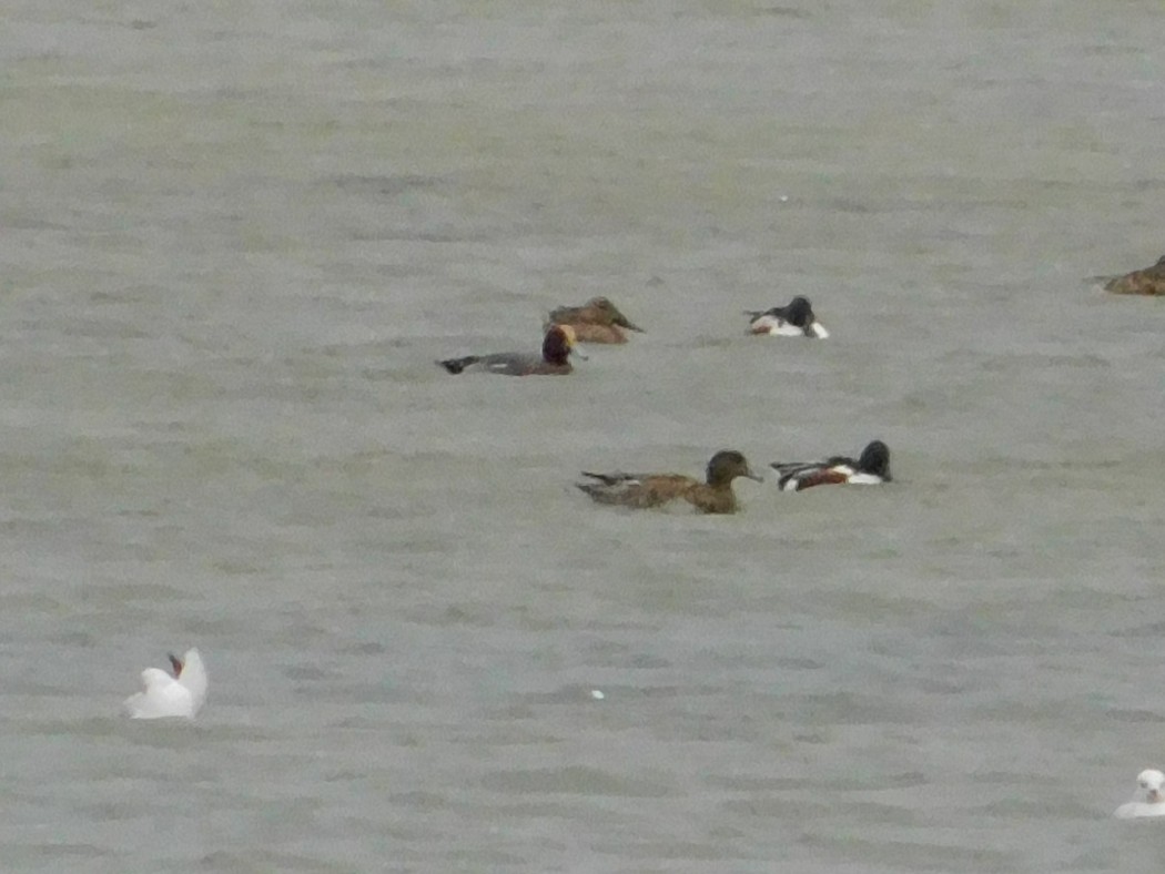 Eurasian Wigeon