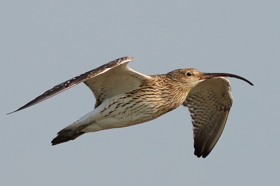 Eurasian Curlew