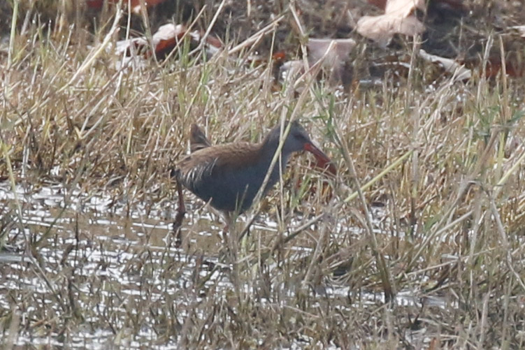 Water Rail