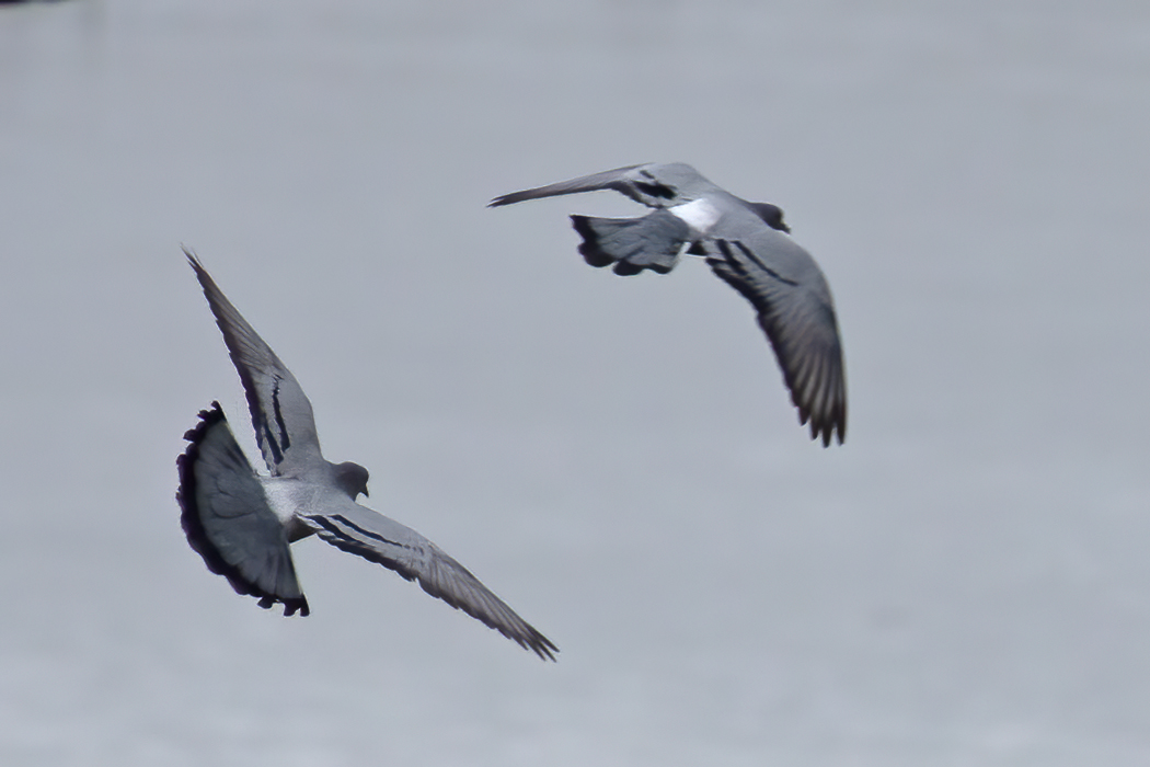Rock Dove